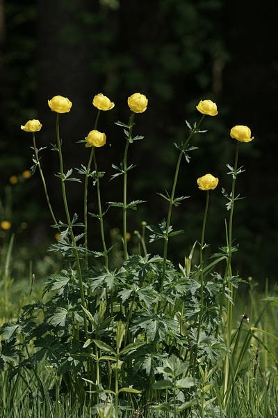 Pelnik europejski  Trollius europaeus Encyklopedia roślin: Pelnik europejski  Trollius europaeus