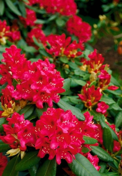 Różanecznik (Rhododendron). Krzewy ozdobne