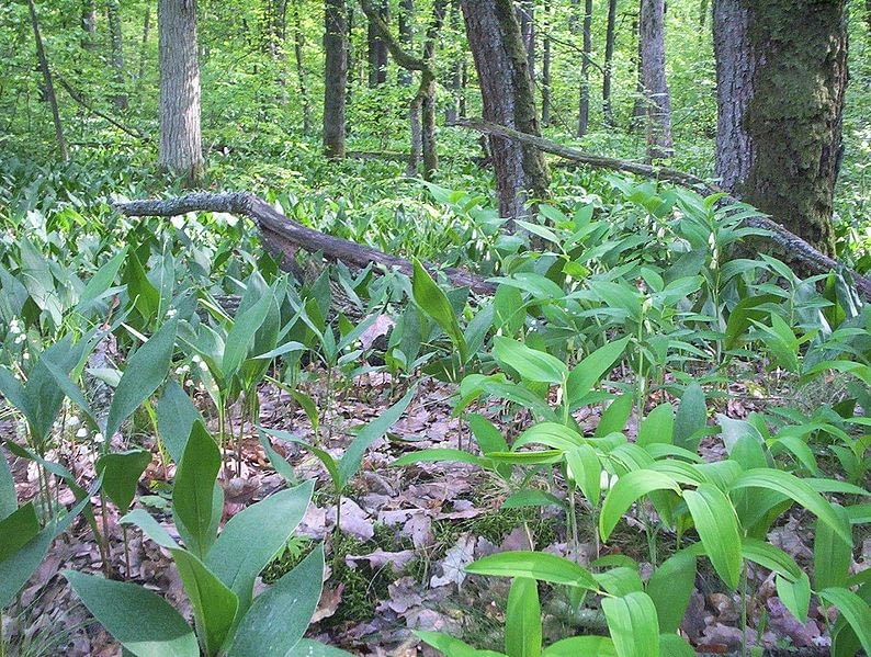 Konwalia majowa i kokoryczka. Konwalia jest pod ochroną i niemożna jej zrywać Konwalia majowa i kokoryczka. Konwalia jest pod ochroną i niemożna jej zrywać
