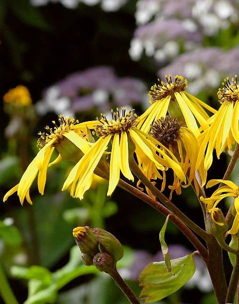 Języczka pomarańczowa ozdabia wilgotne miejsca w ogrodzie