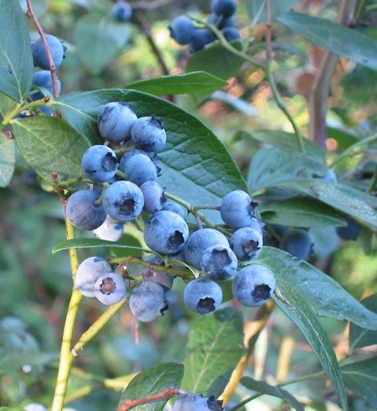 Borówka wysoka, inaczej amerykańska (Vaccinium corymbosum). Owoce Borówka wysoka, inaczej amerykańska (Vaccinium corymbosum). Owoce