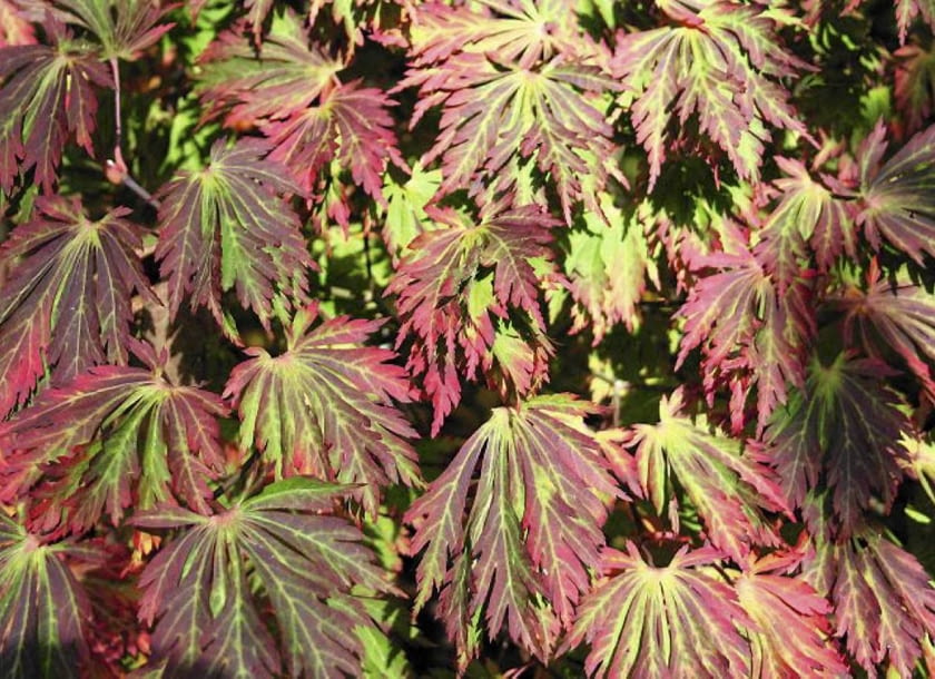 KLON JAPOŃSKI 'ACONITIFOLIUM' trudno pomylić z innymi ze względu na silnie powcinane, dekoracyjne liście. Dorasta do 4-6 m.