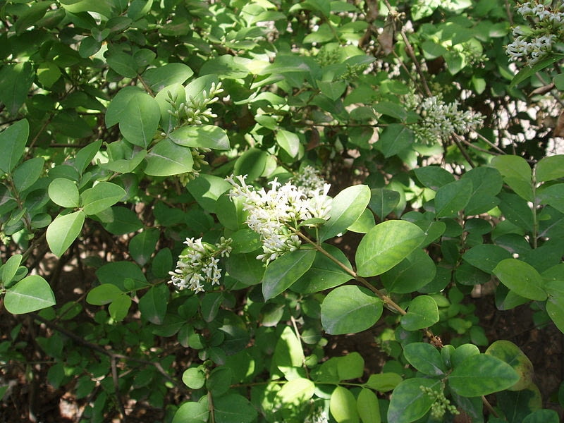 Encyklopedia roślin: Ligustr Vicaryi  Ligustrum  Vicaryi