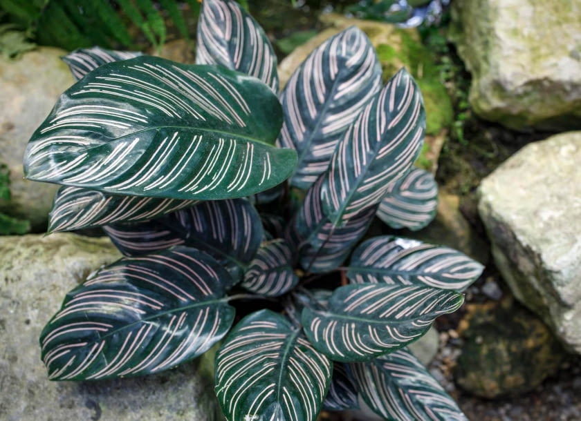 calathea ornata calathea ornata