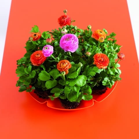 Jaskry azjatyckie. Wiosenne doniczkowe kwiaty cebulowe