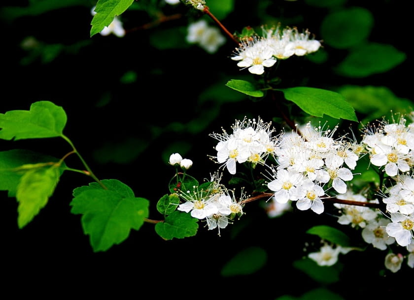 Spiraea chamaedryfolia Encyklopedia roślin: Spiraea chamaedryfolia