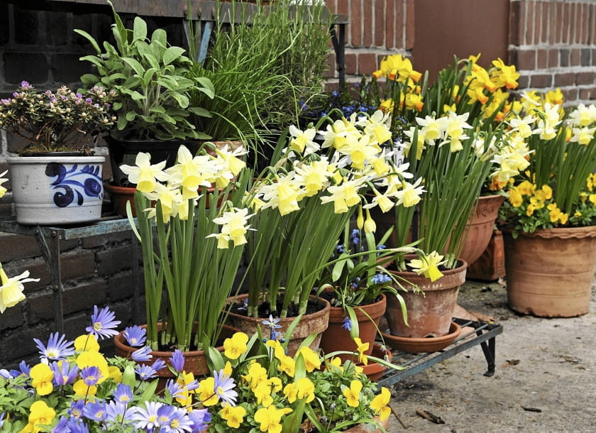 Mobilny wiosenny ogród na balkonie lub tarasie pełen narcyzów, bratków, cebulic i zawilców greckich.