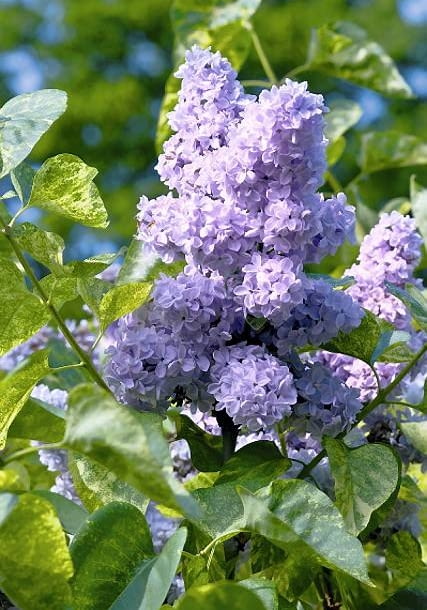 Pośród odmian są i takie o żółto nakrapianych liściach. Kwiaty lila, jasno fioletowe