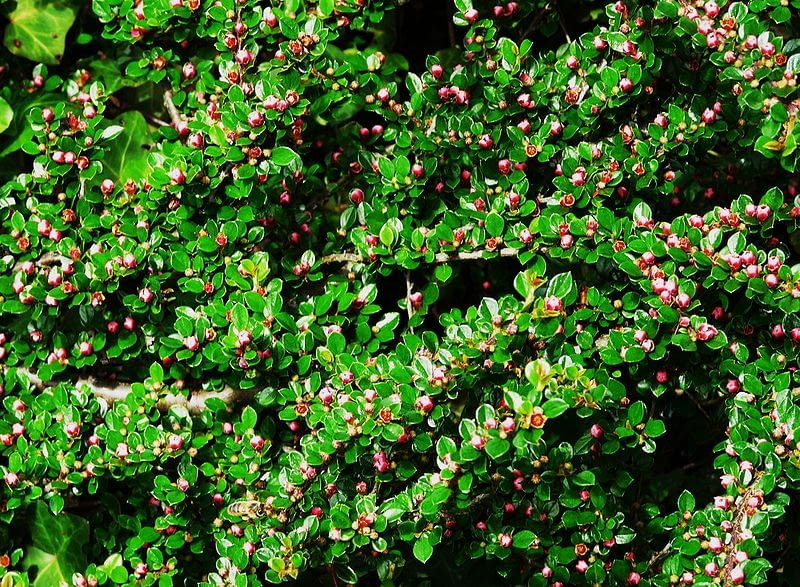 Encyklopedia roślin: Irga pozioma  Cotoneaster horizontalis