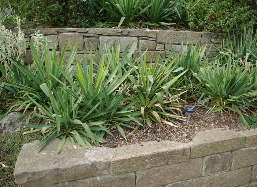 Encyklopedia roślin: Juka karolinska