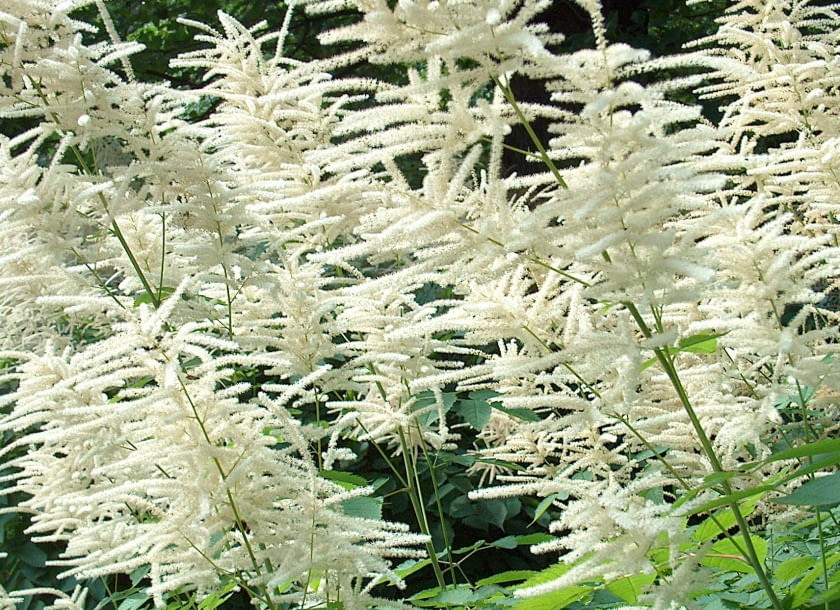 Parzydło leśne (Aruncus dioicus) ROSLINY PARZYDLO LESNE ARUNCUS SYLVESTER FOT. BARBARA LACZYNSKA PUBLIKACJA OGRODY NR 7 (99) - 7 2007