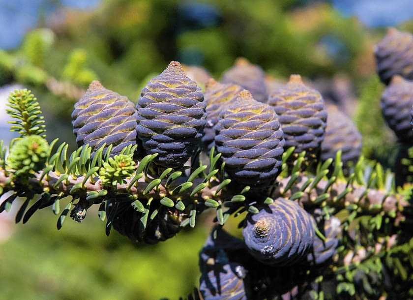 SLOWA KLUCZOWE: abies cone conifer koreana