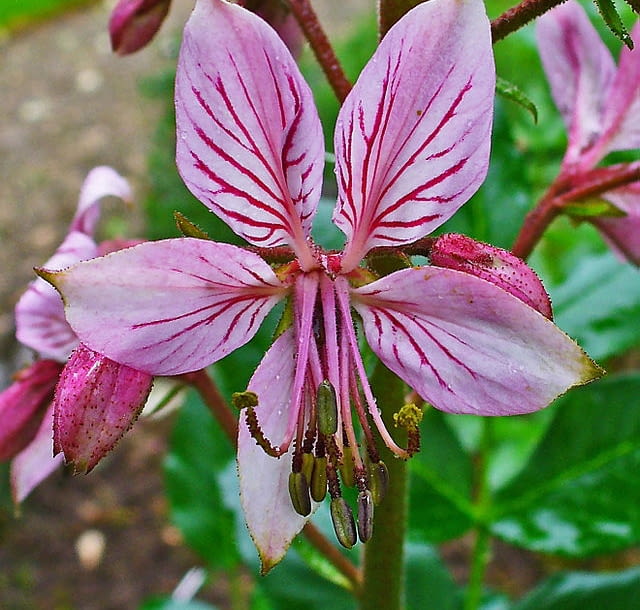 Encyklopedia roślin: Dictamnus albus