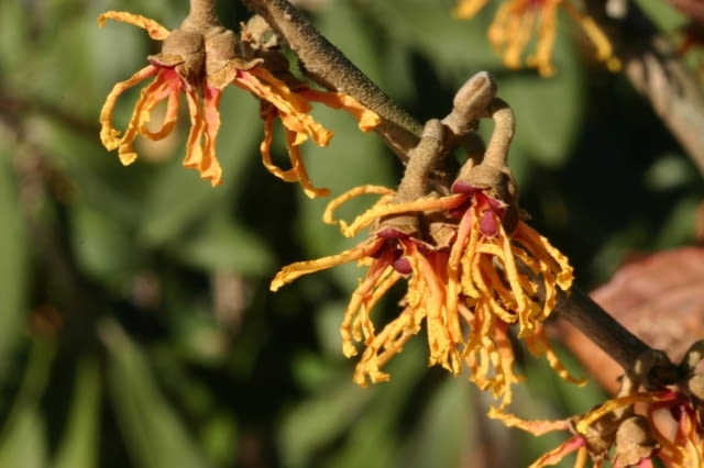 Oczar pośredni. Krzewy ozdobne OCZAR POSREDNI HAMAMELIS MEDIA ORANGE BEAUTY FOT. WIESLAW GAWRYS PUBLIKACJA KWIETNIK NR 1 (133) - 1.2006