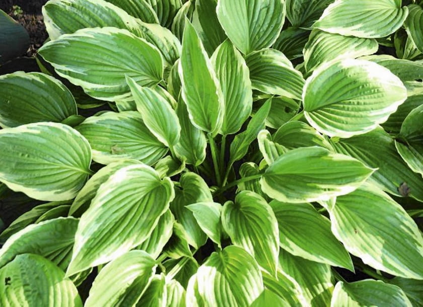 FUNKIA ( HOSTA ) ' MINUTE MAN ' - ROŚLINA , BYLINA , FOT. LILIANNA SOKOŁOWSKA PUBLIKACJA OGRODY NR 8 (148) - 8 2011 SLOWA KLUCZOWE: ROSLINA XNO ZDJĘCIE DO WKŁADKI: PUBLIKACJA OGRODY NR 8 (148) - CZASOPISMA