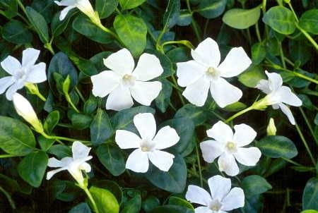 Barwinek pospolity (Vinca minor) 'Gertrude Jekyll' Barwinek pospolity (Vinca minor) 'Gertrude Jekyll'