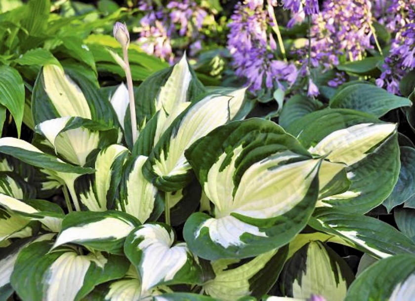 Funkia (Hosta) 'Reversed' - jedna z większych odmian funkii, efektowny akcent na rabatach. Ma biało-zielone liście i fioletowe kwiaty