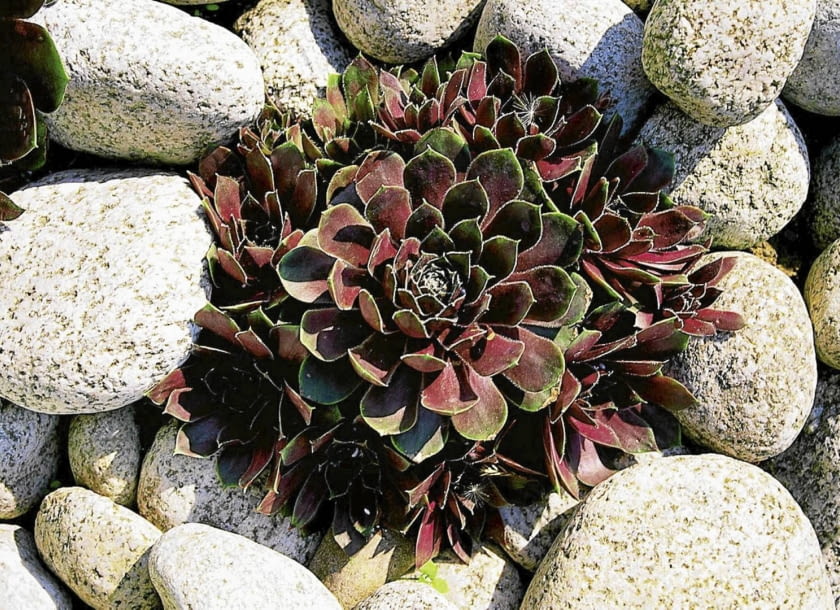 Encyklopedia roślin: 