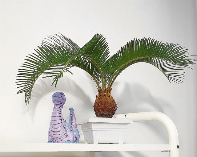 Encyklopedia roślin: Sagowiec odwiniety  Cycas revoluta  to palma papro