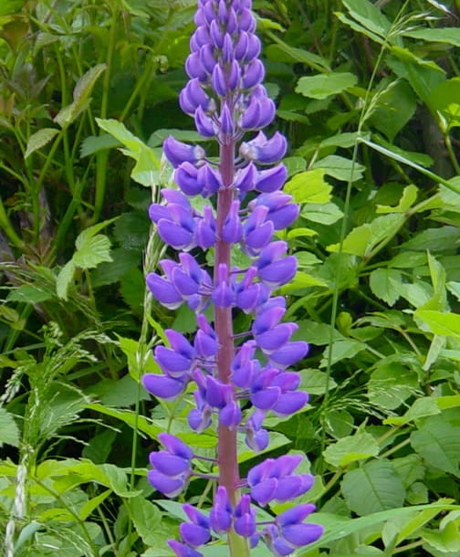 Encyklopedia roślin: Lubin trwaly