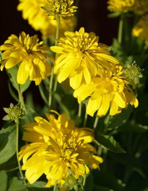 Encyklopedia roślin: Rudbekia naga inaczej rudbekia sieczna  Rudbeckia