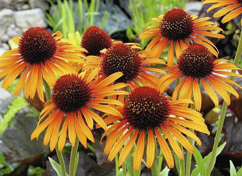 JEŻÓWKA PURPUROWA 'FLAME THROWER' tworzy mocno pachnące kwiaty o płomiennych barwach. Osiągają średnicę 10 cm. Dorasta do niemal metrowej wysokości i silnie się krzewi