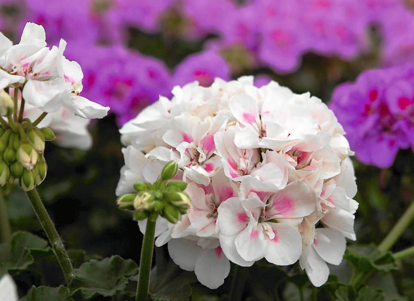 'RED FOX SAVANNAH WHITE SPLASH' to nowa odmiana pelargonii rabatowej. 'RED FOX SAVANNAH WHITE SPLASH' to nowa odmiana pelargonii rabatowej.