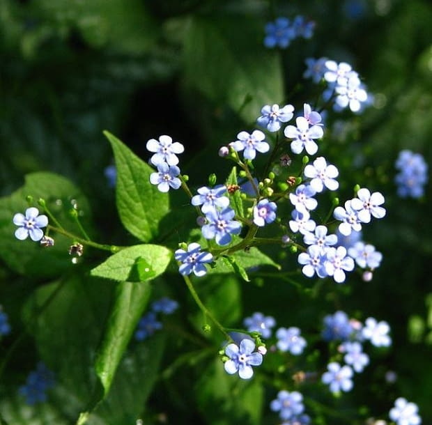 Encyklopedia roślin: Brunnera macrophhylla