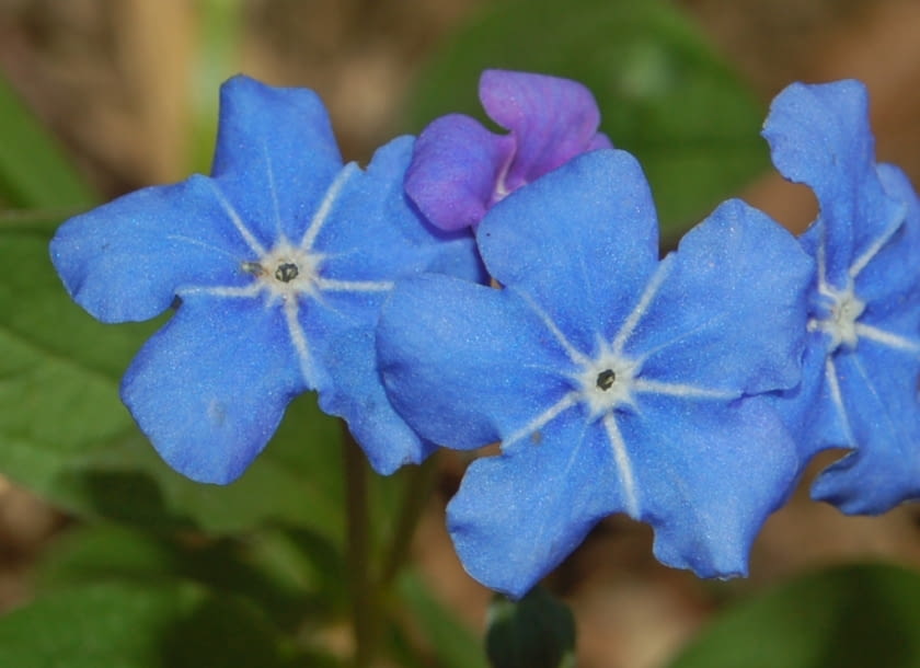 Encyklopedia roślin: Omphalodes verna