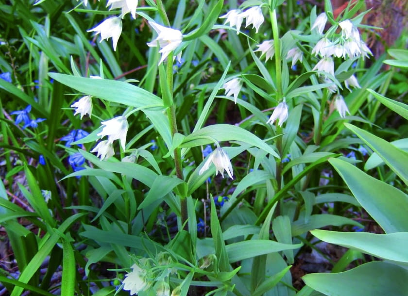 Fritillaria sewerzowii w Afganistanie.