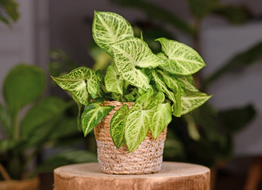 Zroślicha (Syngonium) Zroślicha
