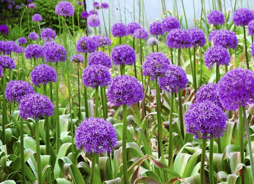 Kwiaty cebulowe. Czosnki ozdobne kwitną późną wiosną i wczesnym latem. Na zdjęciu odmiana 'Gladiator'