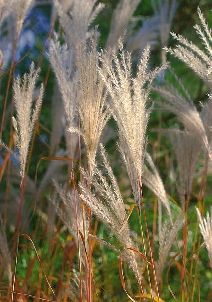 Miskant cukrowy mocno się rozrasta. Jego łany jesienią wyglądają imponująco. Miskant cukrowy mocno się rozrasta. Jego łany jesienią wyglądają imponująco.