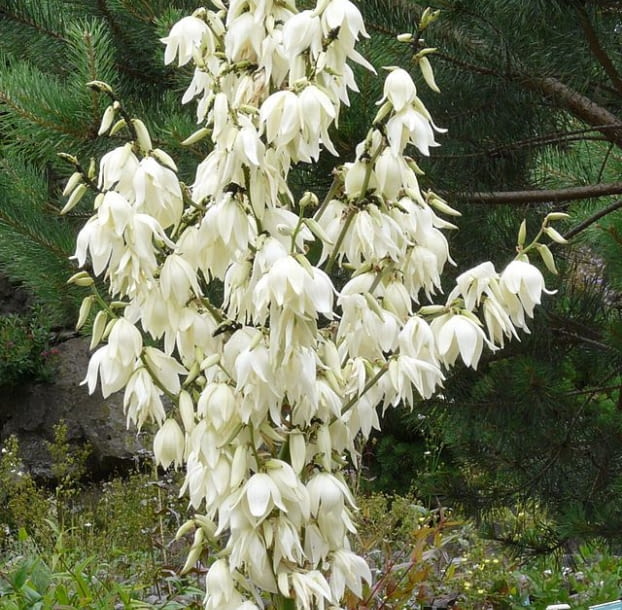 Encyklopedia roślin: Juka karolinska