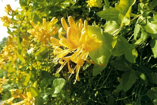 Wiciokrzew Tellmana lubi rozproszone światło słoneczne. Kwitnie w czerwcu i lipcu. Należy dopilnować, by podłoże w pojemniku było żyzne i wilgotne. Roślina źle znosi przesuszenie. 05.06.2003 POWSIN KOLO WARSZAWY OGROD BOTANICZNY POLSKA AKADEMIA NAUK ULICA BOROWIKA 2 PNACZA WICIOKRZEW LONICERA KWIATY