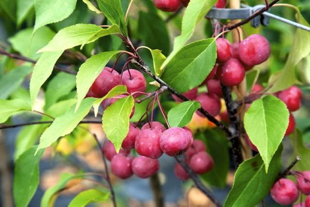 03.09.2009 BRANIEWO SESJA OGRODY , SZKOLKA DRZEW I KRZEWOW OZDOBNYCH - WLASCICIEL LUCJAN GURSZTYN - PREZES ZWIAZKU SZKOLKARZY POLSKICH