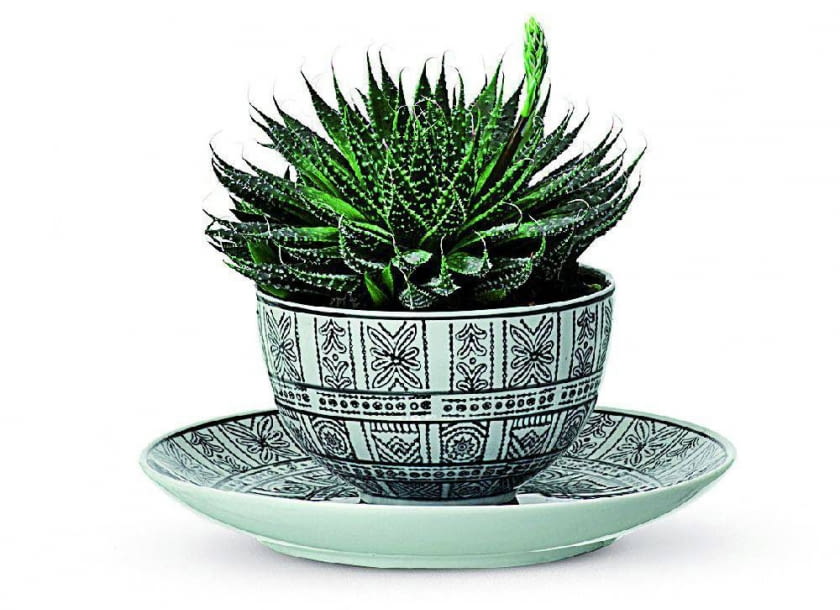 Aloes ościsty (Aloe aristata)