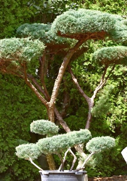 17.08.2006 WOLA MROKOWSKA KOLO TARCZYNA SZKOLKA DRZEW " DOBRY OGROD " AGNIESZKA I JACEK KORDUS