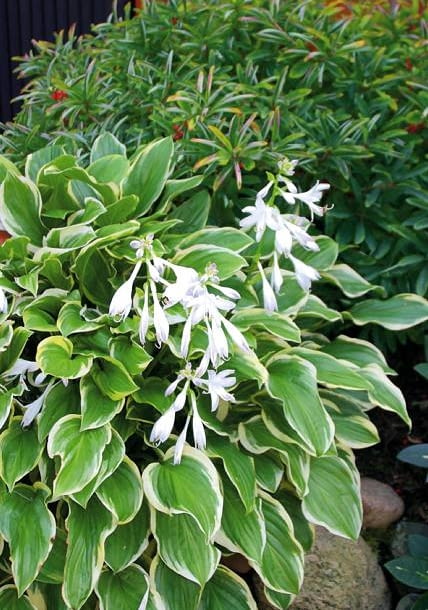 07.08.2003 WARSZAWA ,OGRODY , KWIATY , RABATY