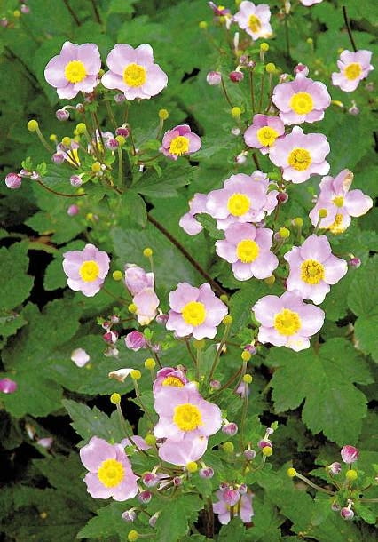 JESIEN ROSLINY KWIATY ZAWILEC JAPONSKI ANEMONE HUPEHENSIS