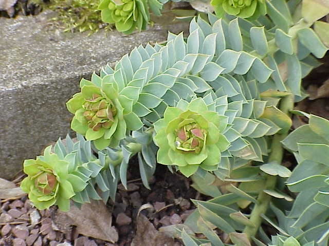 Encyklopedia roślin: Wilczomlecz mirtowaty