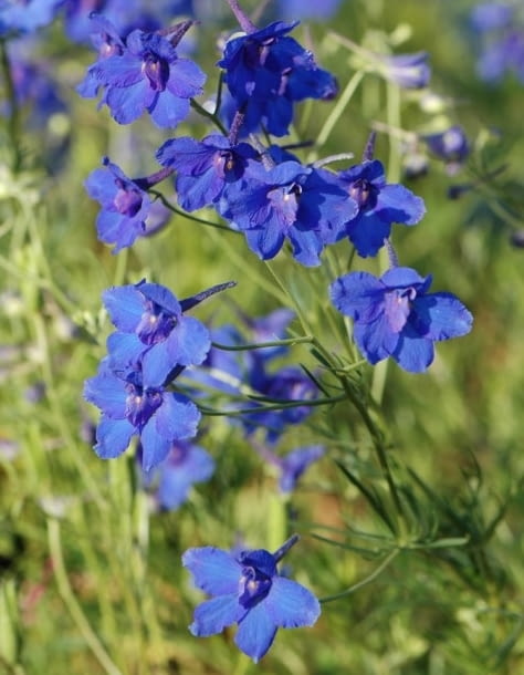 Ostrozka wielkokwiatowa Blauder zwerg Encyklopedia roślin: Ostrozka wielkokwiatowa Blauder zwerg