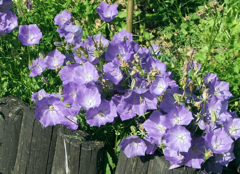 Dzwonek karpacki (Campanula carpatica)