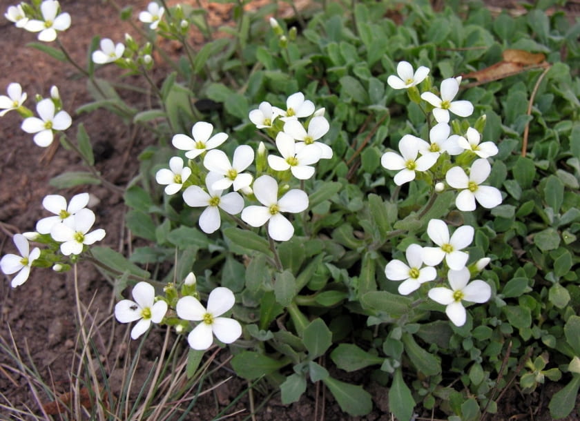 Gesiowka kaukaska Arabis caucasica Encyklopedia roślin: Gesiowka kaukaska Arabis caucasica