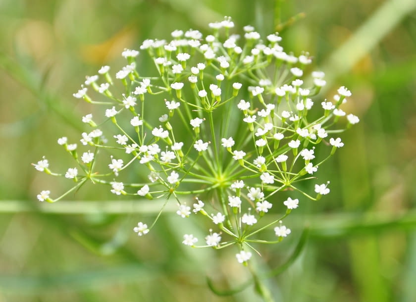 Sierpnica pospolita Sierpnica pospolita