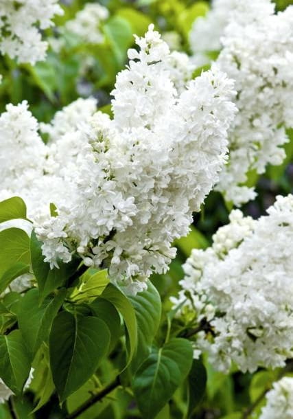 Lilak pospolity 'Madame Lemoine' - jedna z najsłynniejszych francuskich odmian przełomu XIX i XX wieku. Odporna i niezawodna. Białe kwiaty