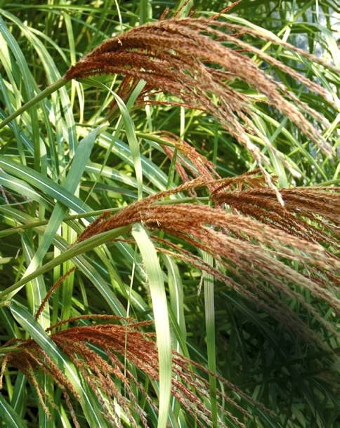 MISKANT CHINSKI MISCANTHUS SINENSIS ODMIANA ROTSIELBER TRAWA OZDOBNA