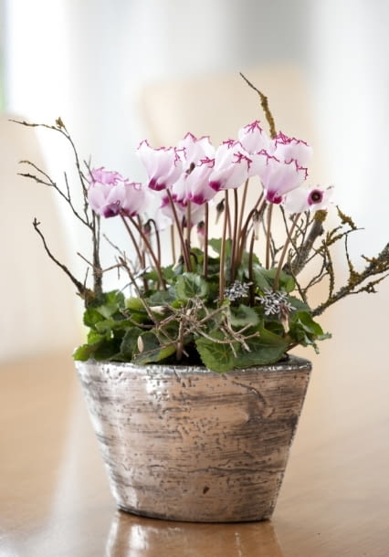 Cyklameny - kwiaty doniczkowe kwitnące jesienią. Biało-różowe kwiaty