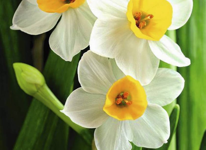 Narcyzy, kwiaty cebulowe. Narcyzy posadzone wiosną zakwitną latem