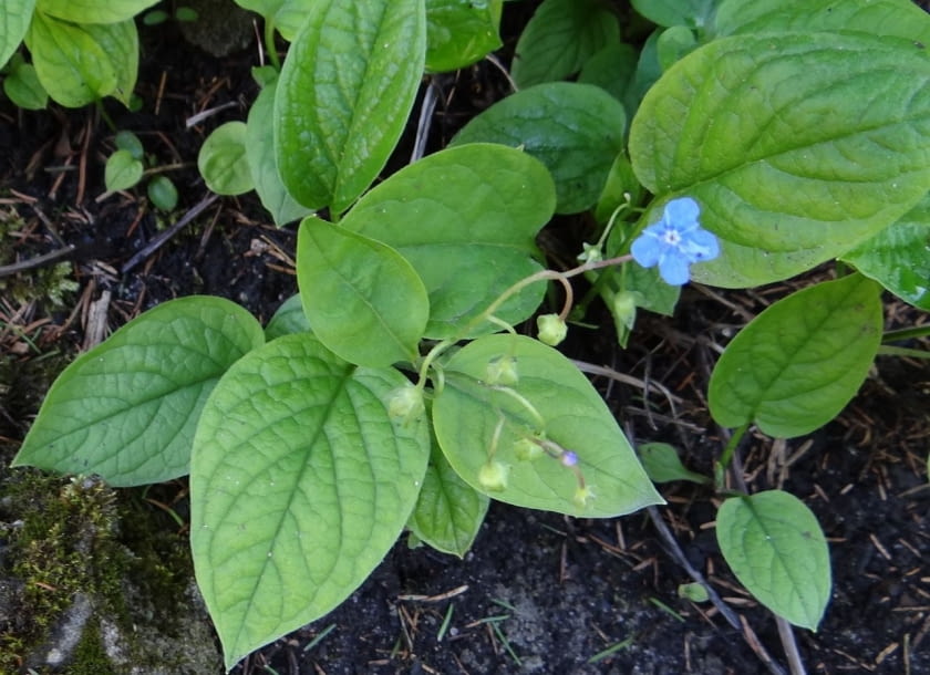 Encyklopedia roślin: Omphalodes verna